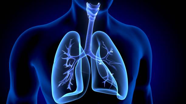 The lungs are the primary organs of the respiratory system in humans and many other animals including a few fish and some snails. In mammals and most other vertebrates, two lungs are located near the backbone on either side of the heart.