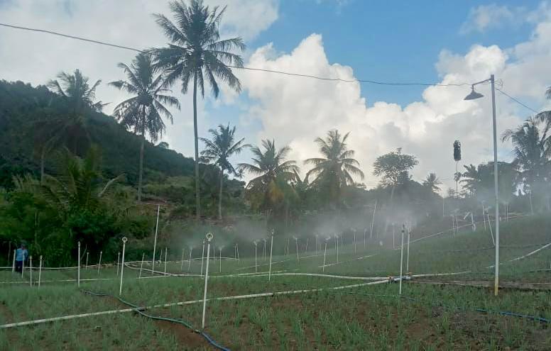 petani bawang